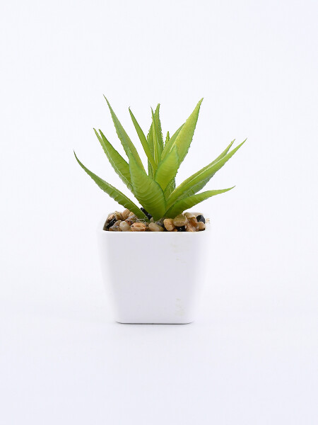 SUCULENTA VERDE