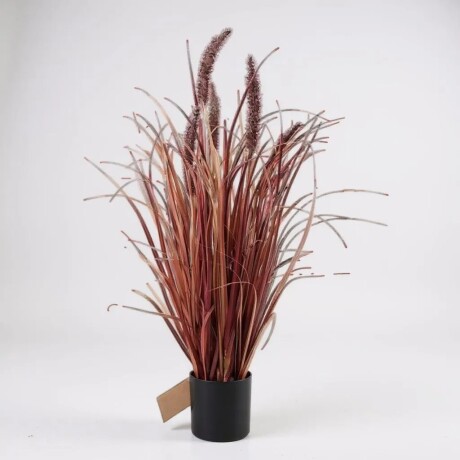 Planta Roja Con Maceta Planta Roja Con Maceta