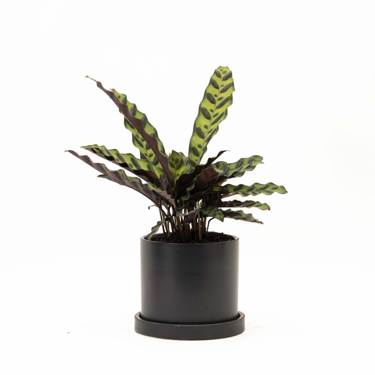 CALATHEA - CON MACETA CERAMICA CON PLATO NEGRA 