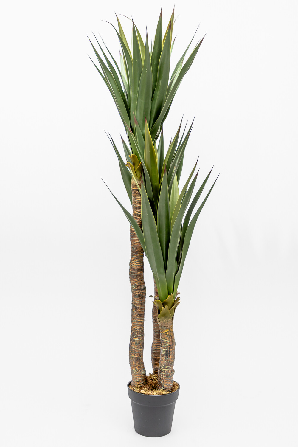 Planta Gladiolo Color Unico