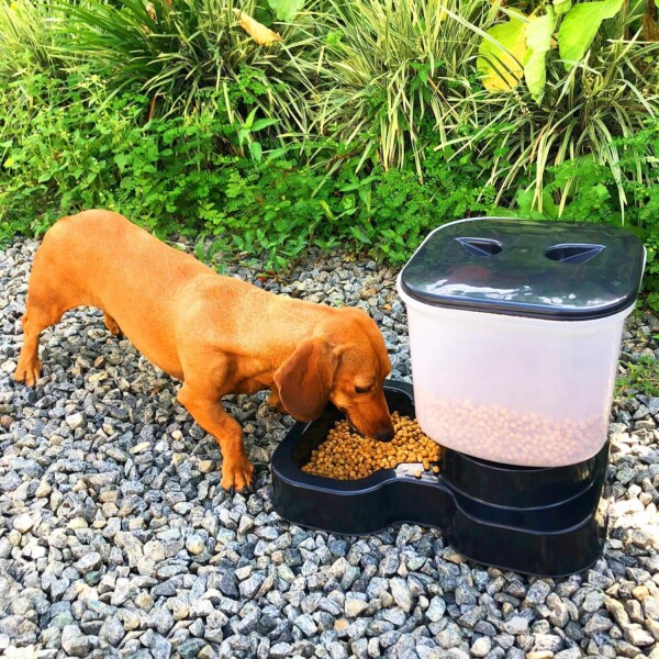 Comedero Automático Dispensador Alimento 8 Litros Mascotas Variante Color Rojo