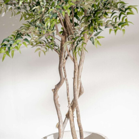 Planta Rucus 2.00 M