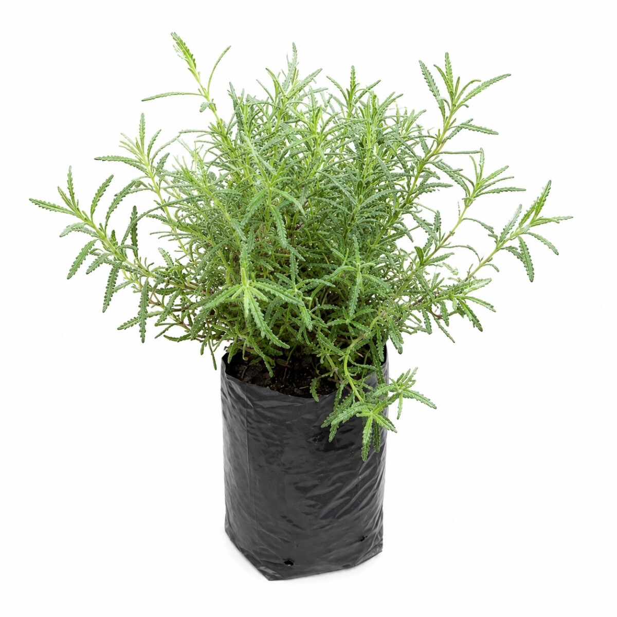 LAVANDA 