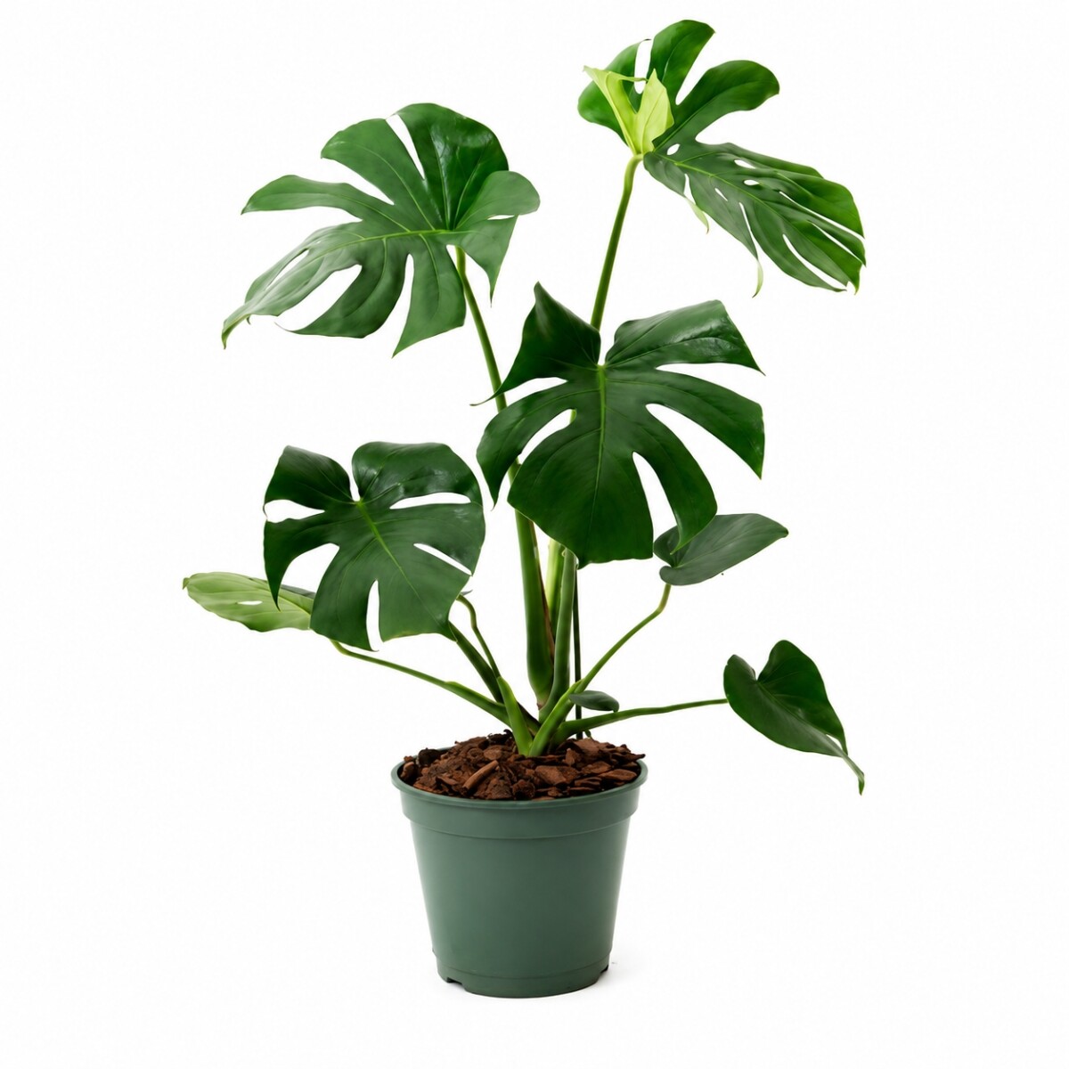 MONSTERA L 