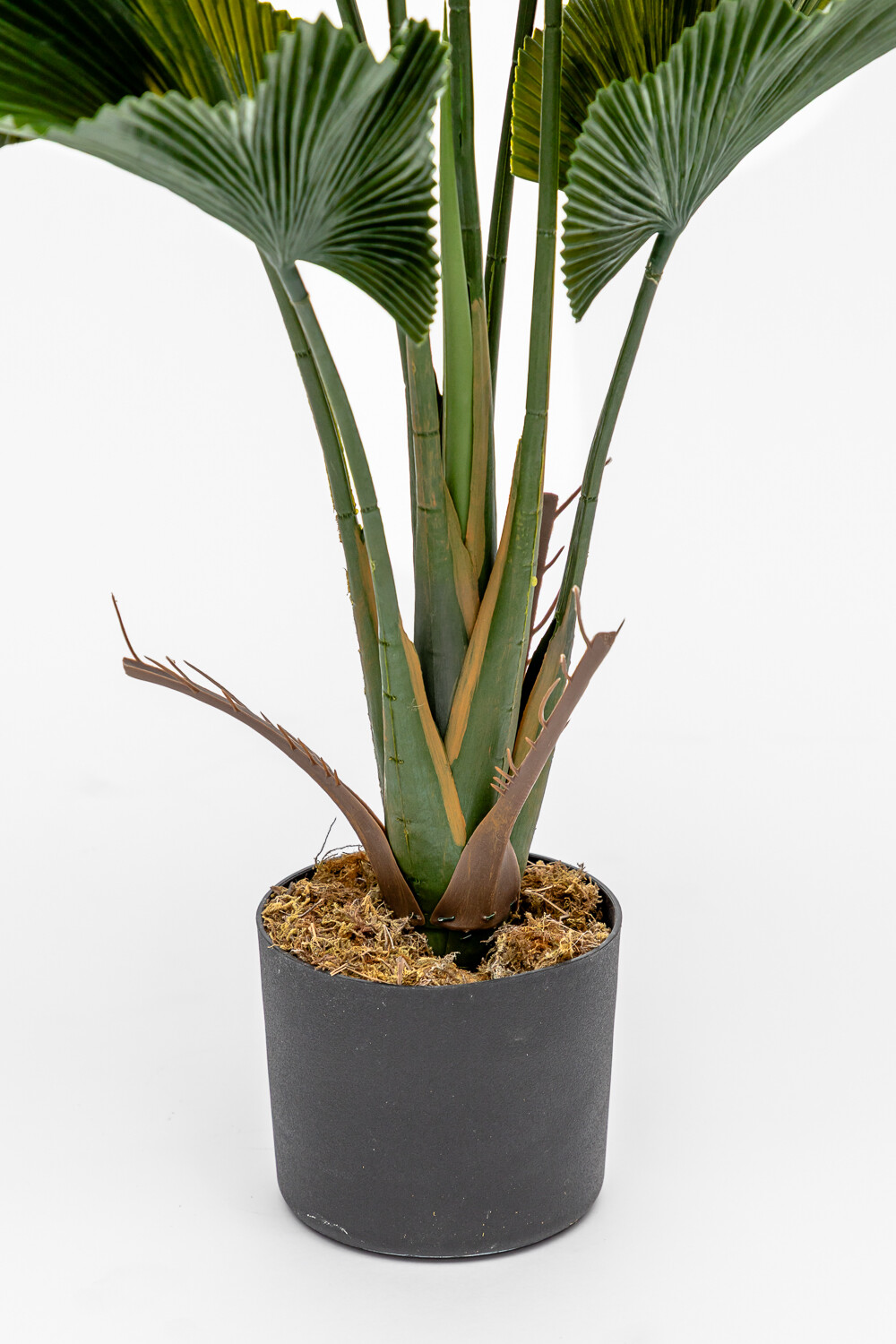 Planta Palmito De Jardín Color Unico