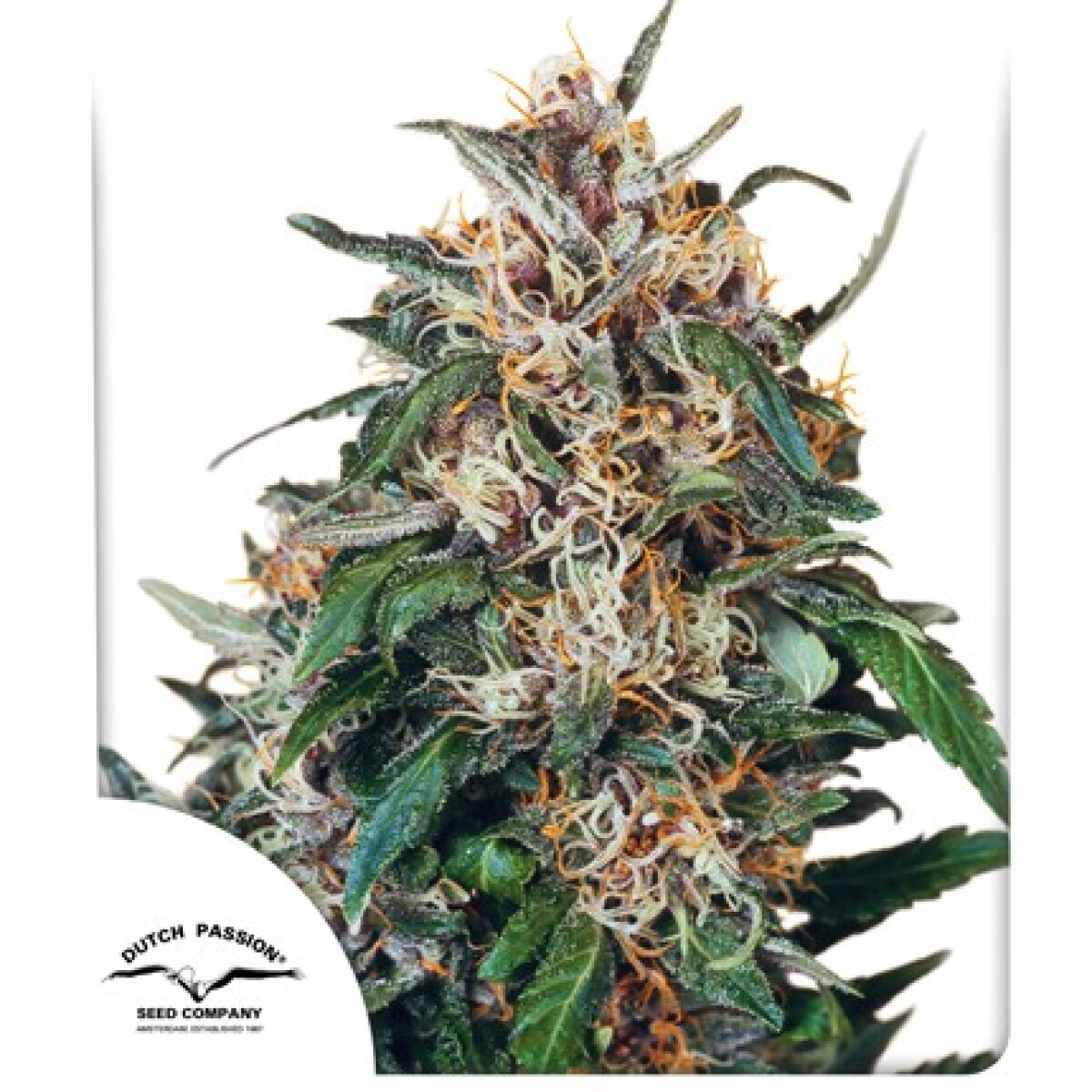 FEM - HOLLANDS HOPE® X3 UNIDADES 