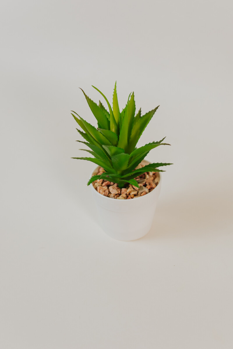 Planta Suculenta Artificial - Estampado 5 