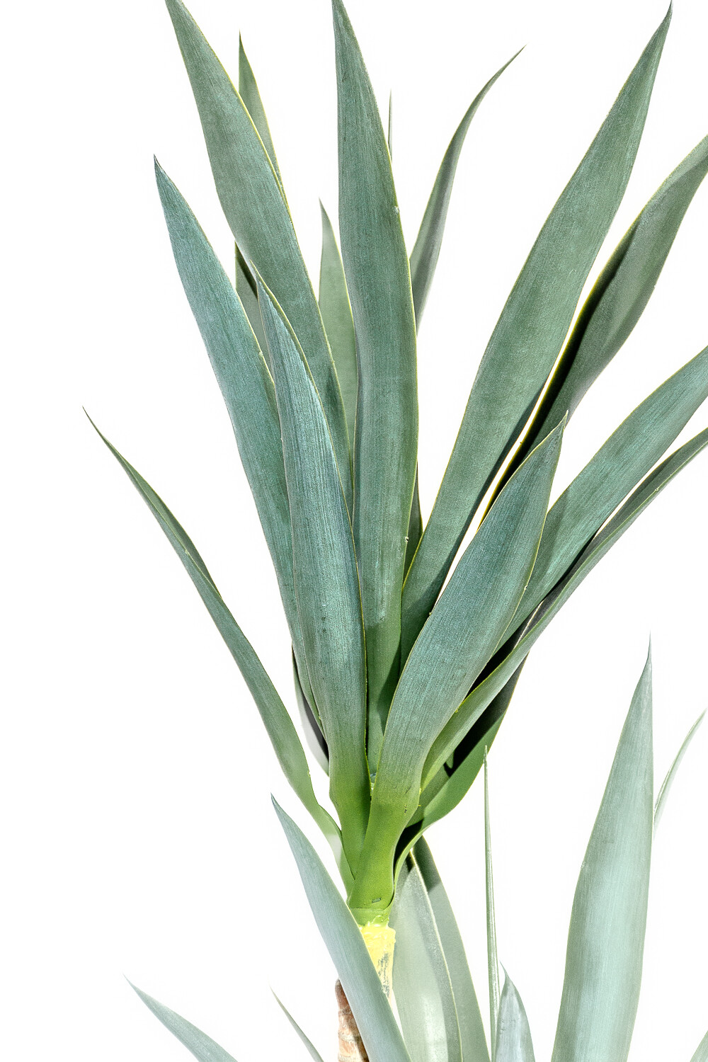 Planta Mandioca 130cm Color Unico