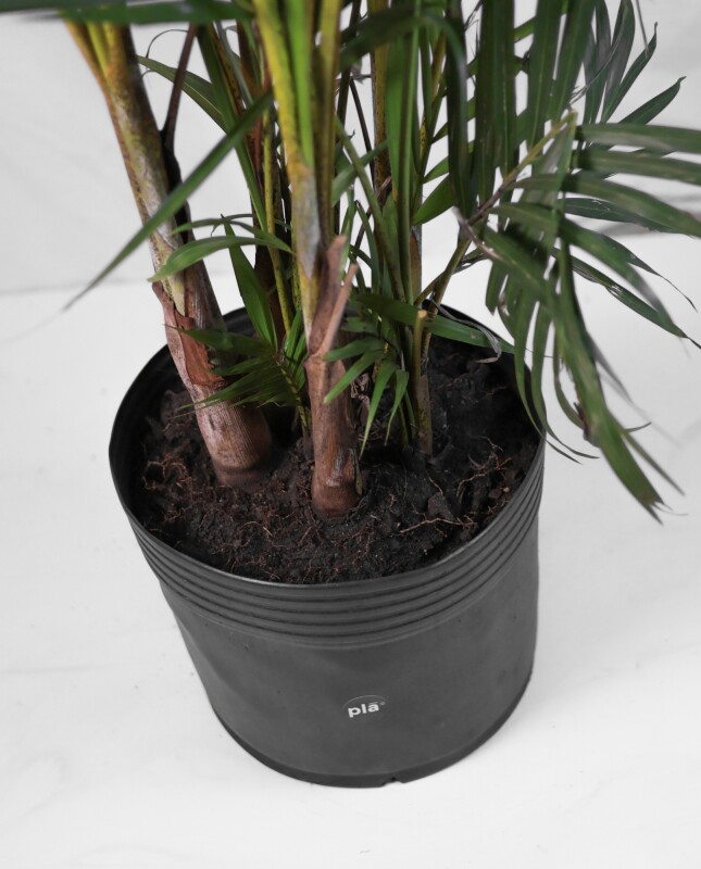 Palmera Areca M 1.4m