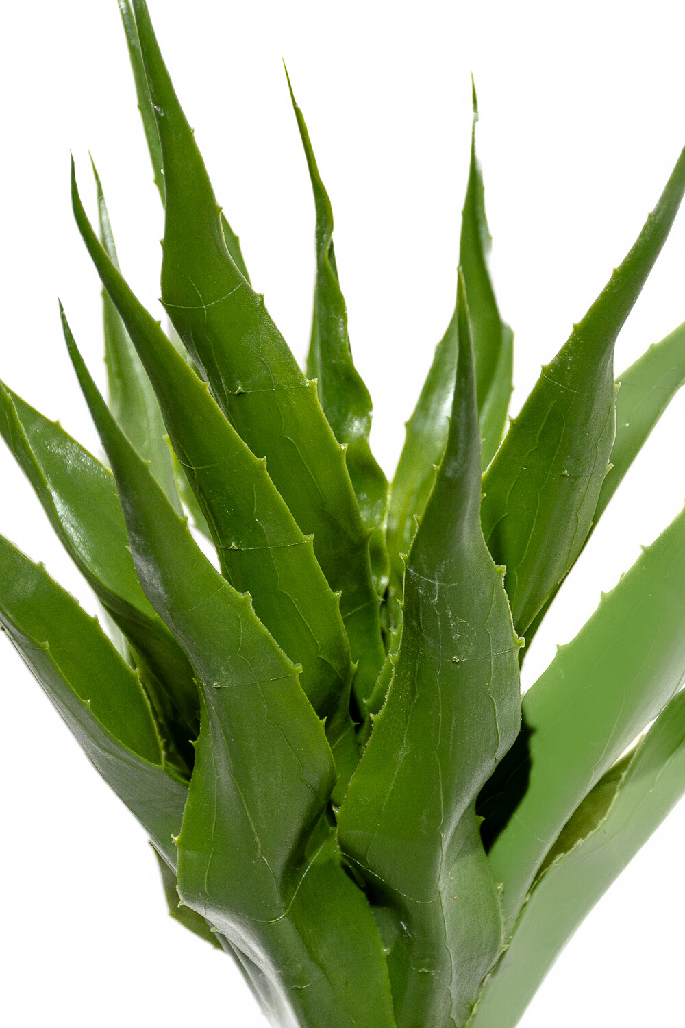 Planta Aloe 60cm Color Unico