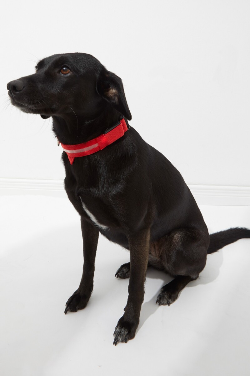 Collar con luz LED recargable rojo