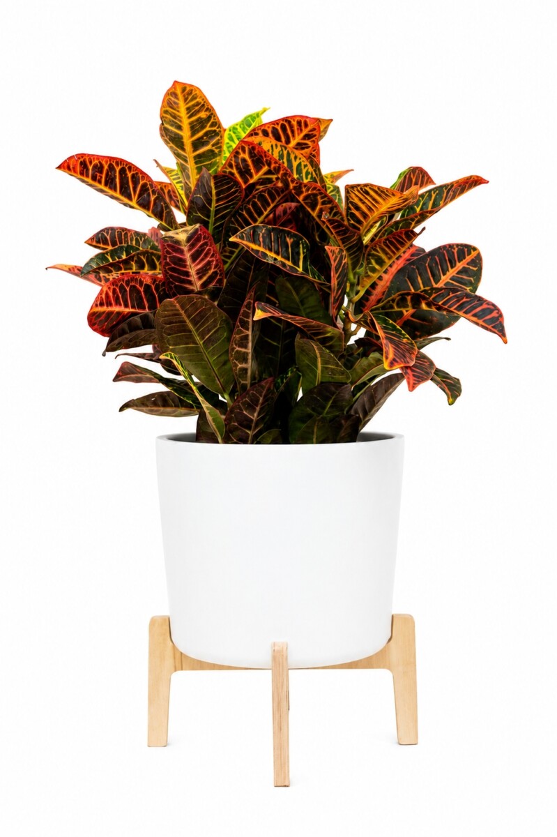 CROTON CON MACETA CERAMICA CON SOPORTE 