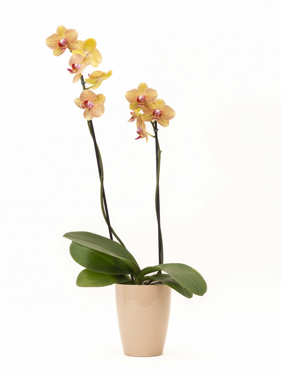 ORQUIDEA CON PORTA MACETA ROSA