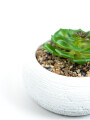 Planta Quovi Estampado 1