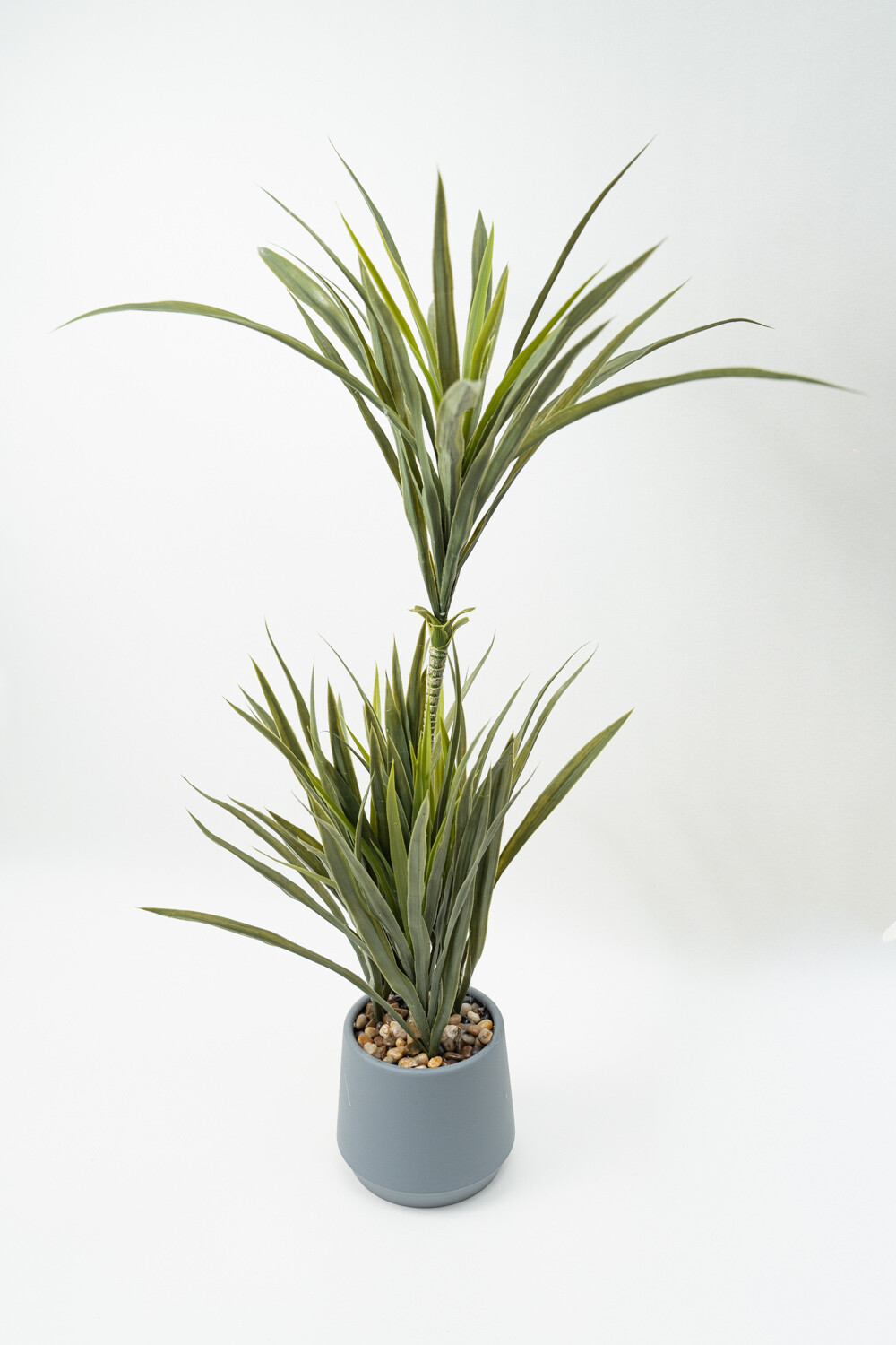 Planta Cintas Color Unico