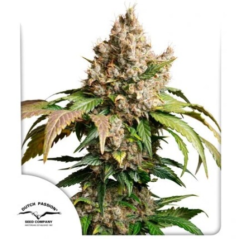 Auto Red Tropicana Cookies X3 - Dutch Passion Auto Red Tropicana Cookies X3 - Dutch Passion