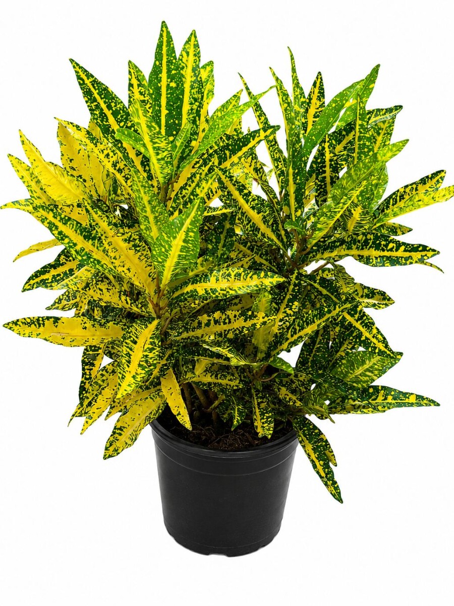 CROTON AMARILLO CROTON AMARILLO