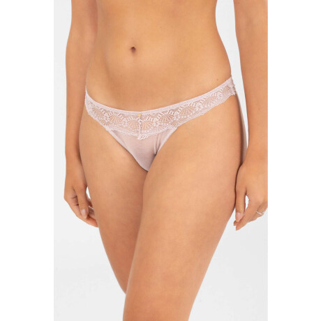 Colaless zinnia Lilac