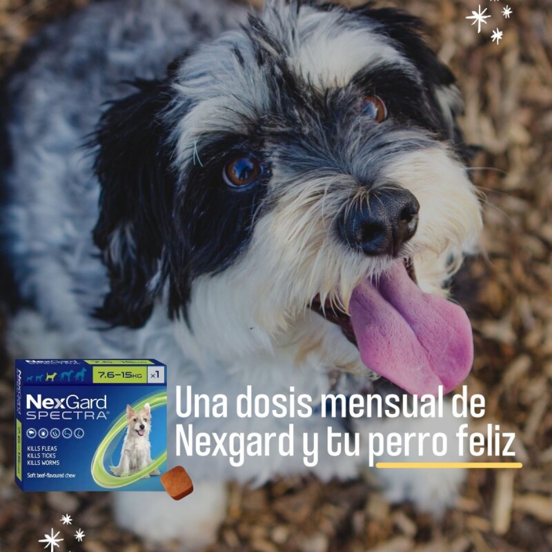 NEXGARD SPECTRA X 3 COMPRIMIDOS ANTIPARASITORIO INTERNO Y EXTERNO DE 7,6 A 15 KG