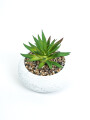Planta Quovi Estampado 3