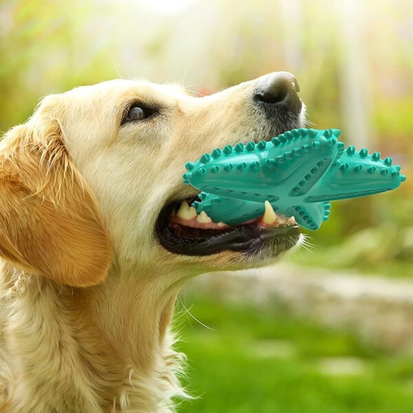 Juguete Perro Dental Morder Higiene Estrella Marina Flotante Color Variante Verde Agua