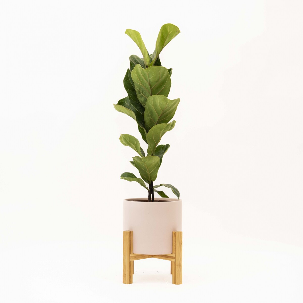 FICUS LYRATA BABY - CON MACETA CERAMICA ROSA CON SOPORTE 