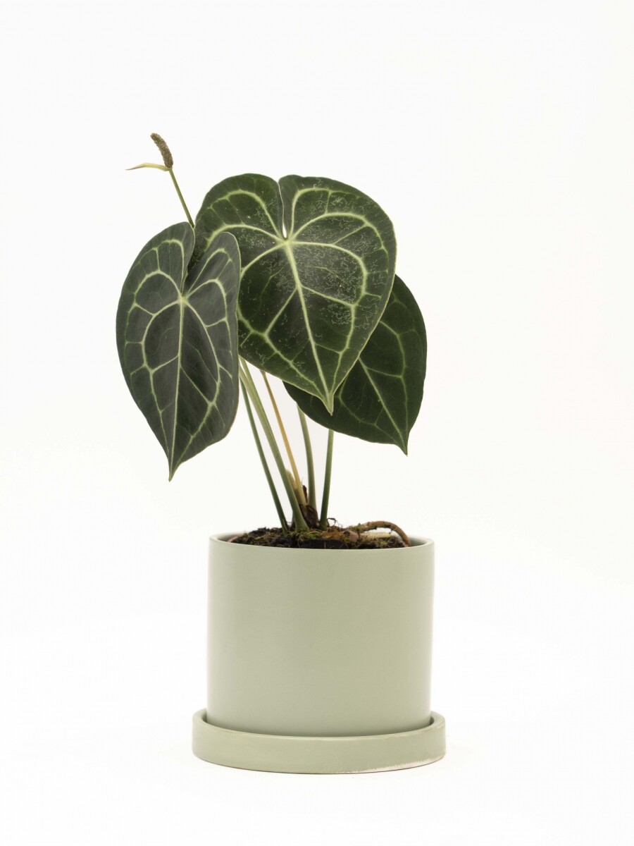 ANTHURIO CLARINERVIUM CON MACETA CERAMICA Y PLATO VERDE