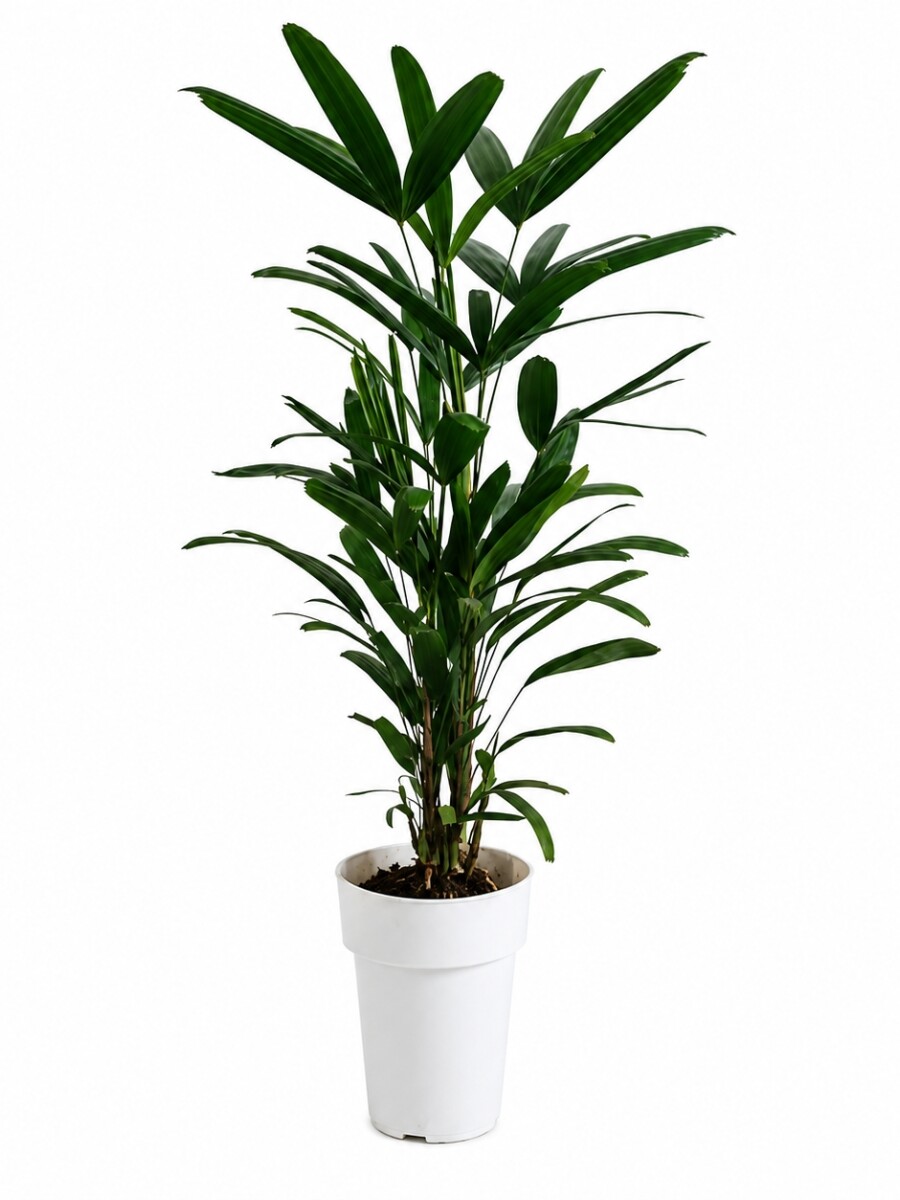 PALMERA RAPHIS S PALMERA RAPHIS S