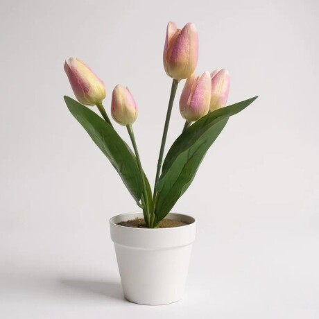 Planta Con Maceta Flor Tulipán Rosa Claro