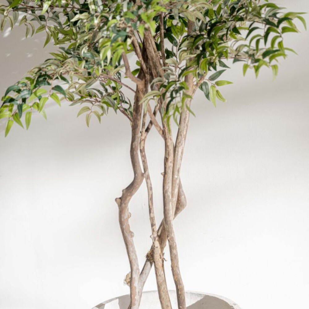 Planta / Rucus 2.00 m Planta / Rucus 2.00 m