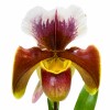 ORQUÍDEA PAPHIOPEDILUM CON MARRONES