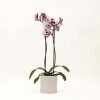 ORQUIDEA CON MACETA MINIMALISTA BLANCA