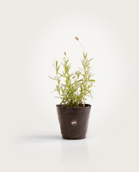 Lavandas - H: 30cm Lavandas - H: 30cm