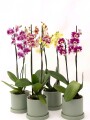 ORQUÍDEA CON MACETA VERDE AGUA