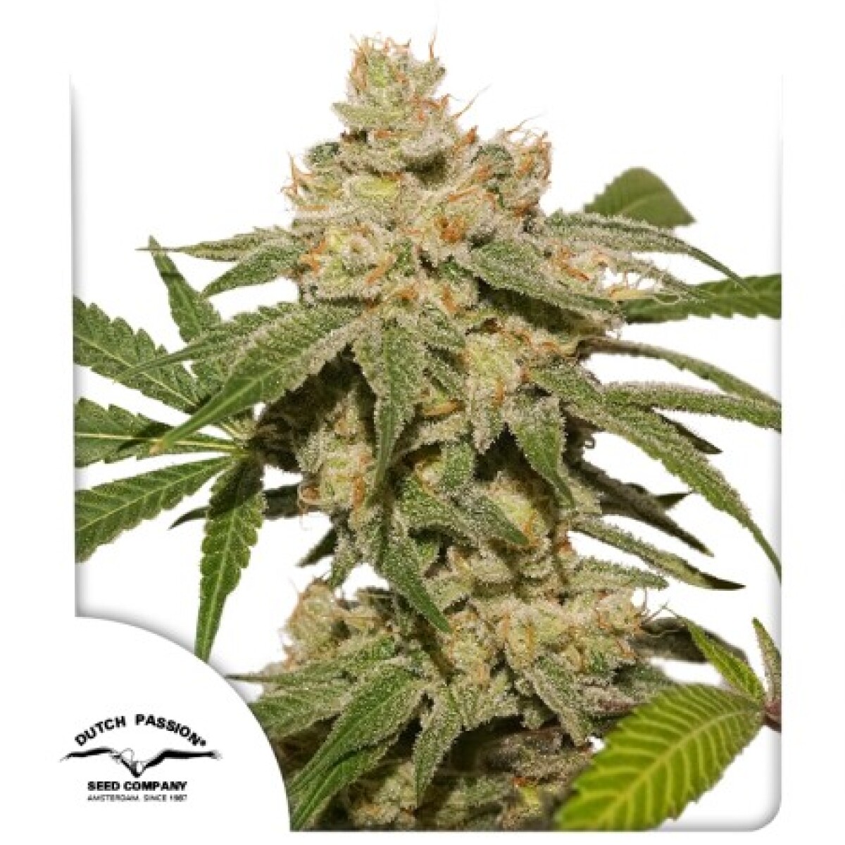 AUTO OH MY GUSTER X3 