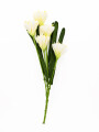 FLOR DE CLIVIA BLANCO