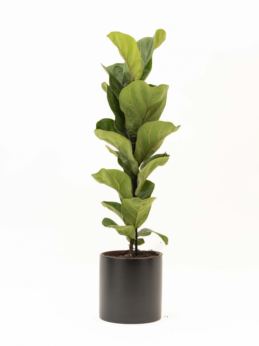 FICUS LYRATA BABY CON MACETA CERAMICA NEGRA