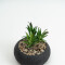Planta Quovi Estampado 2