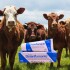 ATOMO DESINFLAMANTE POMO - CREMA VETERINARIA ANESTÉSICA Y RUBEFACIENTE- 100 GR ATOMO DESINFLAMANTE POMO - CREMA VETERINARIA ANESTÉSICA Y RUBEFACIENTE- 100 GR