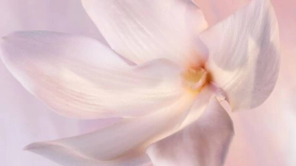 Notas de salida: jazmín solar