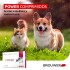 PASTILLA ANTIPULGAS POWER PARA GATOS Y PERROS PASTILLA ANTIPULGAS POWER PARA GATOS Y PERROS