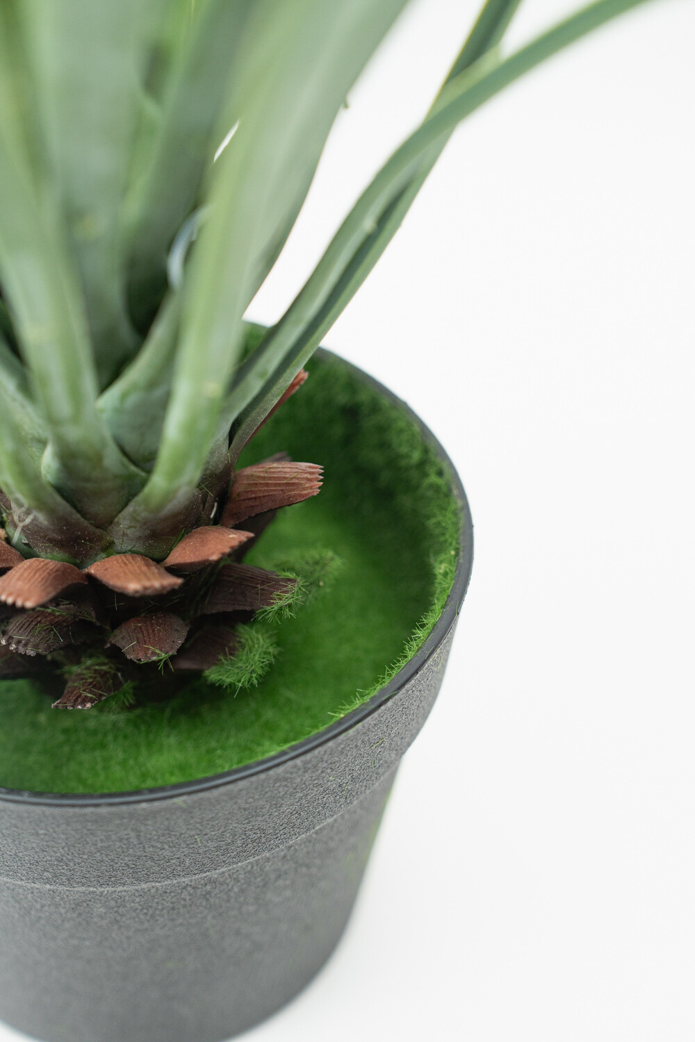 Planta Cintas Color Unico