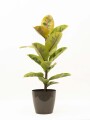 FICUS ELASTICA SHIVERIANA EN PORTAMACETA PLASTICO TAUPE BRILLO