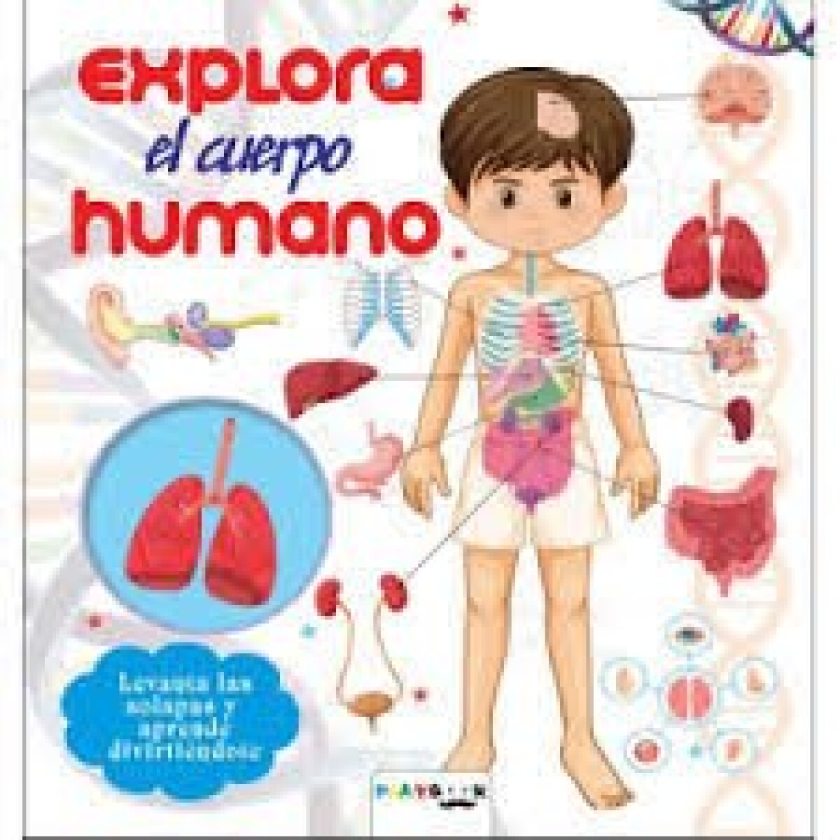EXPLORA EL CUERPO HUMANO 