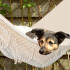 Hamaca Paraguaya Silla Colgante Reforzada Jardín Con Flecos Bolso Y Soga Imback Color Beige Hamaca Paraguaya Silla Colgante Reforzada Jardín Con Flecos Bolso Y Soga Imback Color Beige