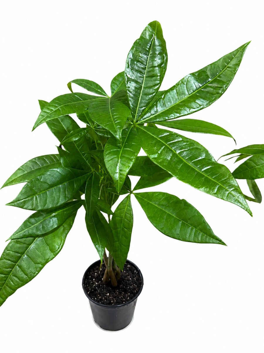 MONEY TREE (PACHIRA AQUATICA) MONEY TREE (PACHIRA AQUATICA)