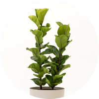 Plantas