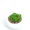 Planta Quovi Estampado 1
