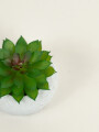 Planta Suculenta 690 Mini, Mix Color Unico