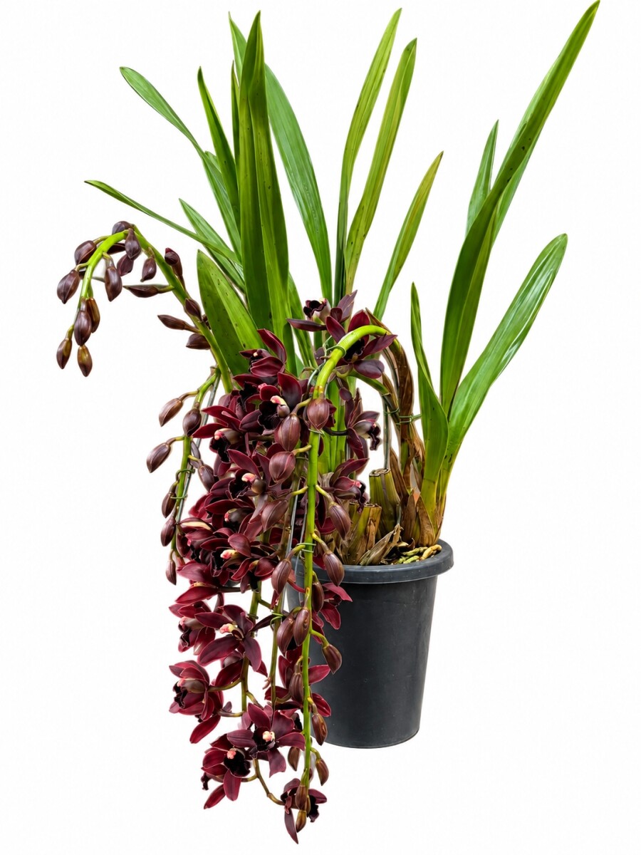 ORQUIDEA CYMBIDIUM PENDULAR ORQUIDEA CYMBIDIUM PENDULAR